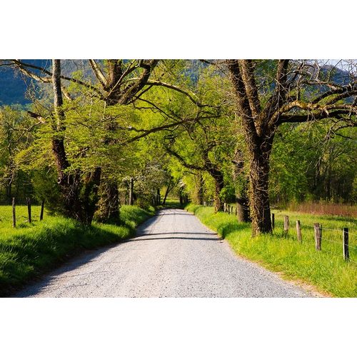 Tennessee-Sparks Lane in the spring at Cades Cove
